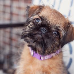 Victoria aka Tory - Red female Brussels Griffon puppy in Pittsburgh, Pennsylvania from Oltann Griffons