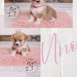 Pembroke Welsh Corgi Puppies from Laird Farms