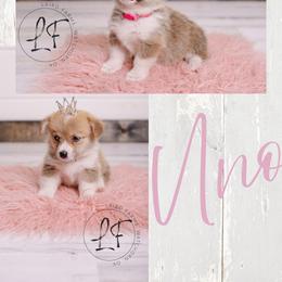 Pembroke Welsh Corgi Puppies from Laird Farms