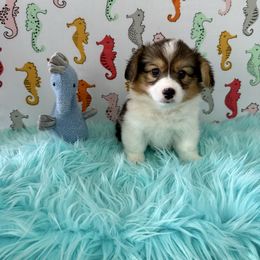 Nala - Black and tan female Pembroke Welsh Corgi puppy in Hanover, Pennsylvania from Happily Ever After Corgis