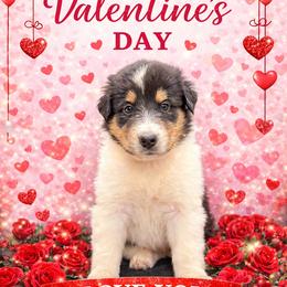 Jade - Black white and tan female Collie puppy in Carencro, Louisiana from Cajun Bayou's Collies LLC