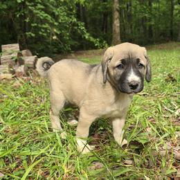 Boone - Fawn male Anatolian Shepherd Dog puppy in La Grange, Georgia from Florida Anatolian Shepherds