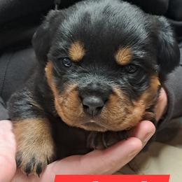 Boy 4 - Black and mahogany male Rottweiler puppy in De Witt, Iowa from Irish Eyes Kennels