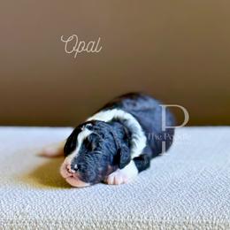 Opal - Black and white female Bernedoodle puppy in Tulsa, Oklahoma from The Poodle Co. Raising Doodles & Poodles