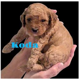 Cockapoo Puppies from Martin's Cockapoos