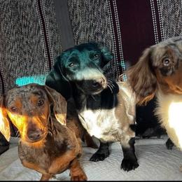 Tara Ann - Dapple female Dachshund puppy in Umatilla County, Oregon from Divine Dogs