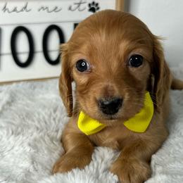 Boy one - Red male Dachshund puppy in Payette, Idaho from NT Mini Doxies
