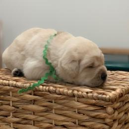 Green - Yellow male Labrador Retriever puppy in Pendleton, South Carolina from DogSmith Purebreds