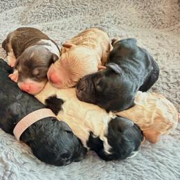 Girl 3 - Black and white female Bernedoodle puppy in Pottstown, Pennsylvania from Willow-Be Doodles