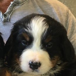 Bernese Mountain Dogs from Bridgeview Kennel