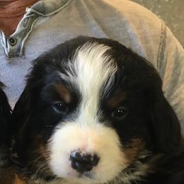 Bernese Mountain Dogs from Bridgeview Kennel