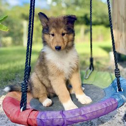 Pua - Sable male Collie puppy in St Augustine, Florida from Saltwater Collies LLC
