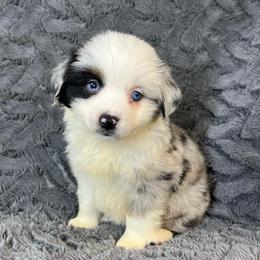 Oreo - Blue merle male Miniature Australian Shepherd puppy in Hokes Bluff, Alabama from Alegria Toy Aussies