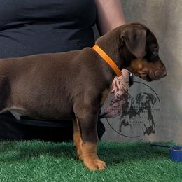 Male 4 - Orange Collar - Red and rust male Doberman Pinscher puppy in Spencer, Indiana from Jackson's Dobermans