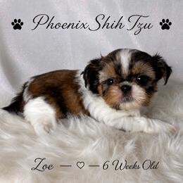 Zoe - Gold and white female Shih Tzu puppy in Hayden, Idaho from Phoenix Shih Tzu
