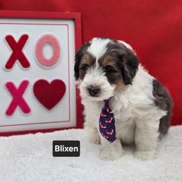 Blixen- Black collar - Grey and white male Bernedoodle puppy in Summerville, South Carolina from Channys Doodles