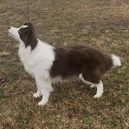 Morello - Red female Border Collie puppy in Dunn, North Carolina from Coylety Kennel