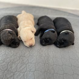 Scottish Terrier Puppies from Heart of America Scotties