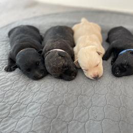 Scottish Terrier Puppies from Heart of America Scotties