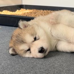 Alaskan Malamute Puppies from Alpenglow Alaskan Malamutes