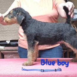 Mr Blue - Black and tan male Airedale Terrier puppy in Waco, Nebraska from Donpanaire Airedales