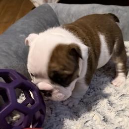 Smart - Red and white male Bulldog puppy in Villa Rica, Georgia from Red Clay Bullies
