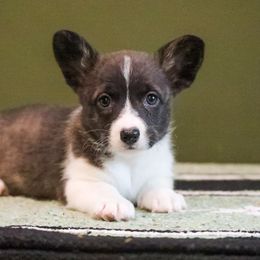 Cappy - Brindle and white female American Corgi puppy in Plains, Montana from Diamond Corgis