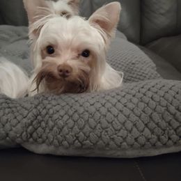 Ryder - Yorkshire Terrier