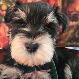 Miniature Schnauzer Puppies from Texas Dreams Mini Schnauzers