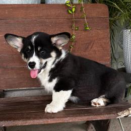 Jake - Black and tan male Pembroke Welsh Corgi puppy in Creston, Iowa from GSF Pembroke Welsh Corgis