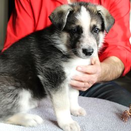 C - Panda female German Shepherd puppy in Yakima, Washington from Bahr-S German Shepherds