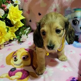 Dachshund Puppies from CLARK'S BREEDING PROGRAM