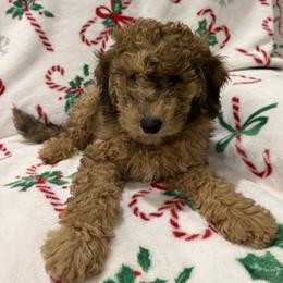 Bernedoodle, Goldendoodle, and Poodle Puppies from Gentle Paw Goldendoodles