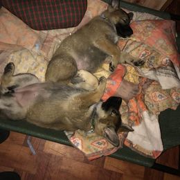 German Shepherd Puppies from JayDee's Proud K911