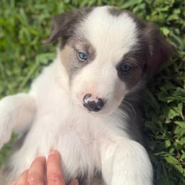 Clyde - Blue merle male Border Collie puppy in Owenton, Kentucky from Three16 Ranch