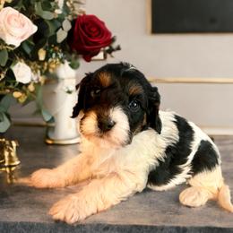 Bandit - Tri-color male Cavapoo puppy in Myrtle Beach, South Carolina from Colorful-K9'S
