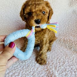 Maltipoo Puppies from Little Loves Maltipoos
