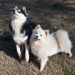 Selene - Pomsky