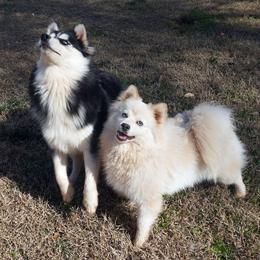 Selene - Pomsky