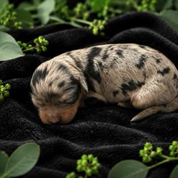 Violet - Merle female Cavapoo puppy in Battle Lake, Minnesota from Panda Puppies