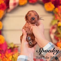 Spooky - Red  male Goldendoodle puppy in Mendon, Massachusetts from Comfort & Cuddle Co