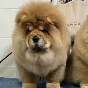 Chow Chow from Jenuine Chows