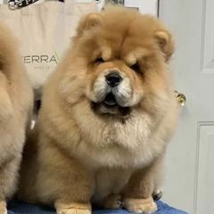 Chow Chow from Jenuine Chows