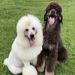 Poodle puppies from Ruffles, Ridges, & Spots!