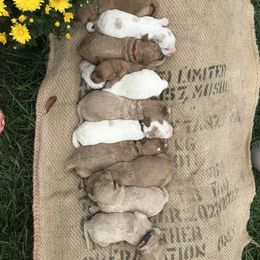 Australian Labradoodle Puppies from Wild Daisy Labradoodles