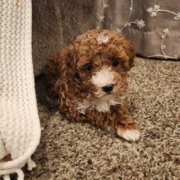 Ruby - Red  female Poodle puppy in Utica, Ohio from Poodle Me Crazy