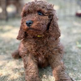Axel - Cream male Goldendoodle puppy in Larimer County, Colorado from Puppy Love Doodles