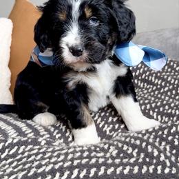 Crumb - male Australian Mountain Doodle puppy in Spanish Fork, Utah from Little Puppy Co.