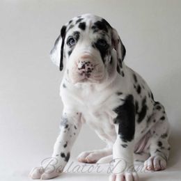 Dachshund and Great Dane Puppies from Bellator Danes & Mini Dachshunds