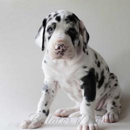 Dachshund and Great Dane Puppies from Bellator Danes & Mini Dachshunds